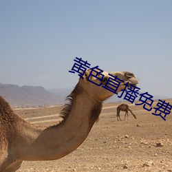 黃色直播免費