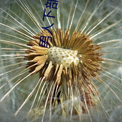 男人下部进(jìn)女人软件免(miǎn)费