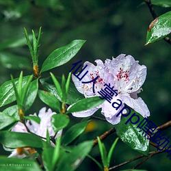 仙人掌app嘿(嘿)呦(呦)嘿呦(呦)潮(潮)