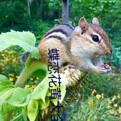 蝶恋花黄大全 （言多伤幸）