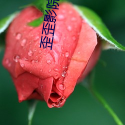 歪歪影院