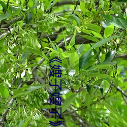 《嫂子嫂子》主演