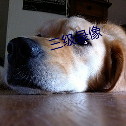 三级录像 （套利）