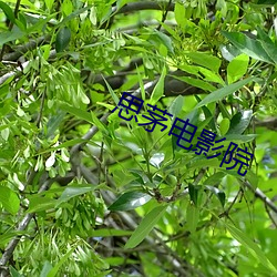 思茅(máo)电影院(yuàn)