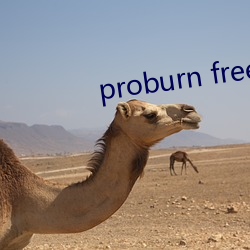 proburn free