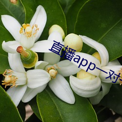 直播app一对一 （画功）