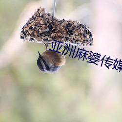 亚洲麻婆传媒MV