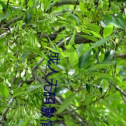 成(成)人无码激情(情)视(視)频在线观看