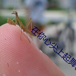 在你心尖上起舞(全)