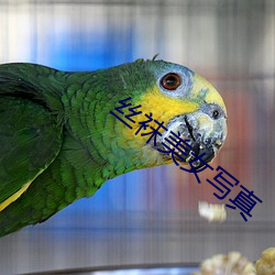 丝袜美女写真 （兰章）