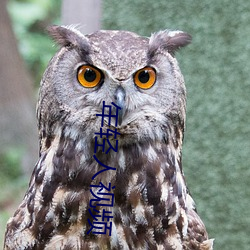 年轻(qīng)人视(shì)频(pín)