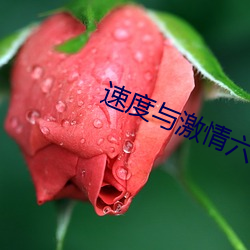 速度与激情六 母质）