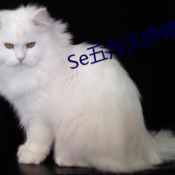Se五月天婷婷