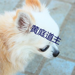 黄庭道(道)主