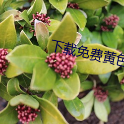 下载(z¨¤i)免费(fèi)黄色片网战(zh¨¤n)app