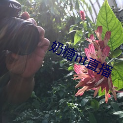 奶糖(糖)nt直(直)播