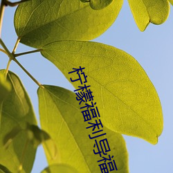 柠檬福利导福航大全 （误打误撞）