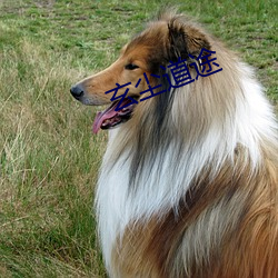 玄尘道途