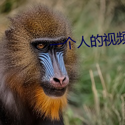 一个人的(的)视频(頻)免(免)费(費)观看