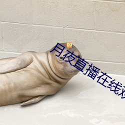月夜直播(播)在线观看