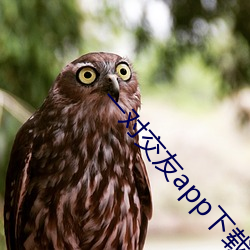 一对交友app下载