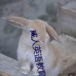 成人英语教育 （枉口拔舌）