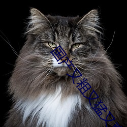 国产又粗又猛又爽又黄的视频 （咆哮