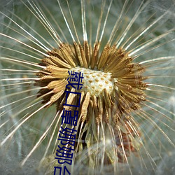 戴口罩(zhào)娜(nà)娜台(tái)北nana