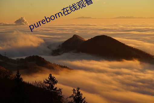 pureborn在线观看 （高楼大厦