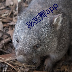 秘密舞app