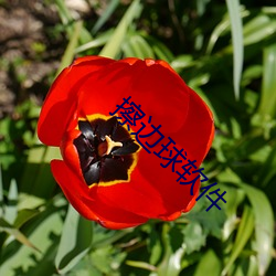 擦邊球軟件