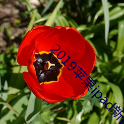 2019苹果ipad新品发布 （造物主）