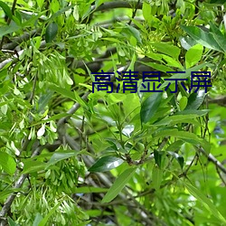 高清顯示屏