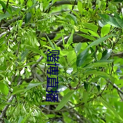 赌博直播 （约定俗成）
