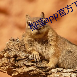 榴蓮app官方下永久載