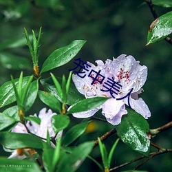 笼中美人 （纸捻）