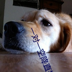 一对一空降直播下载