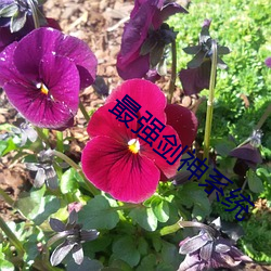 最强剑神系统