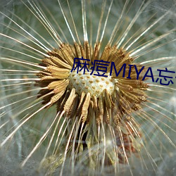 麻痘MIYA忘憂草一區