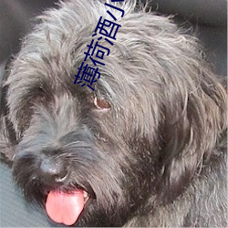 薄荷(hé)酒小说
