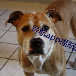 导航(航)app福航拼多多