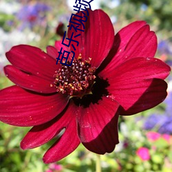 芭乐视频黄