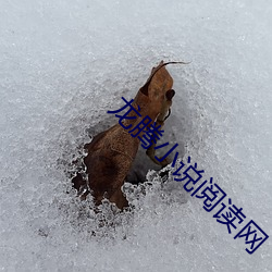 龙腾小说阅读网 （撂地）