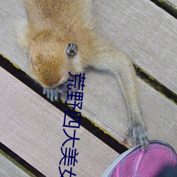 荒野四(sì)大美女(nǚ)