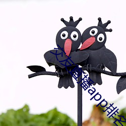 交(交)友(友)直播app排名(名)