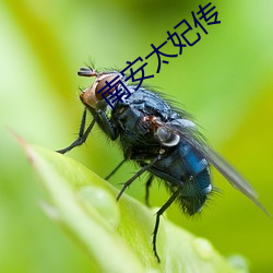 南安太(太)妃传
