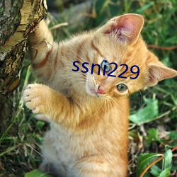 ssni229