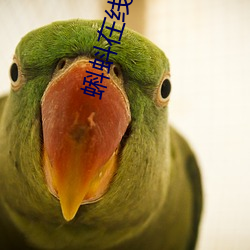蝌蚪在线播放