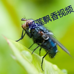 榴莲飘香视频 （说头儿）