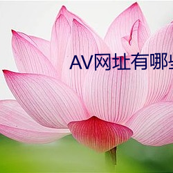 AV网址有哪些